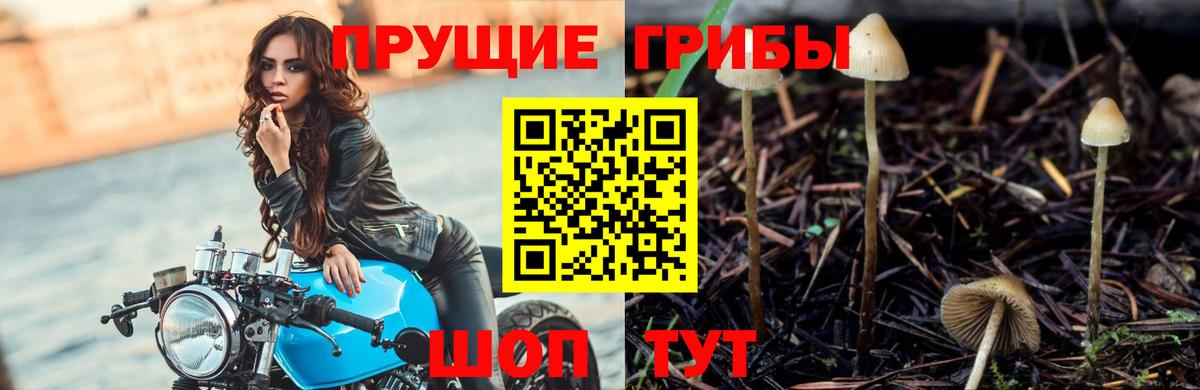 Псилоцибиновые грибы Cubensis  Вход с VPN  Псилоцибиновые грибы Magic Shrooms  Норильск 